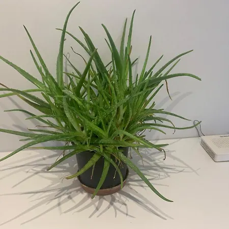 Apartman Big Flat 20 Minutes To Oldtown Antalya